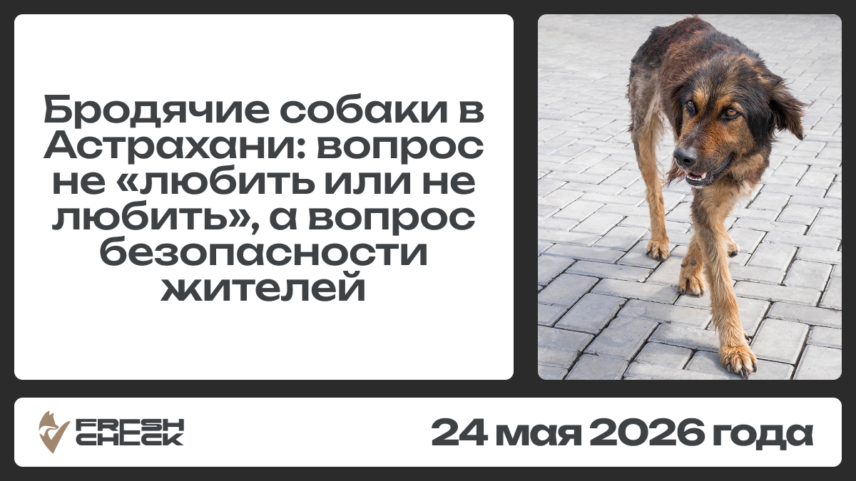 Бродячие собаки в Астрахани: вопрос не «любить или не любить», а вопрос безопасности жителей обложка